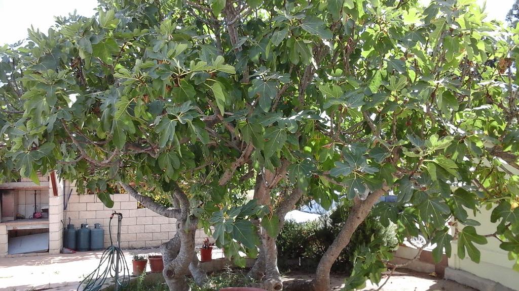 Villa Renzo E Lucia Sant Isidoro  Εξωτερικό φωτογραφία